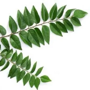 Curry Leaves
