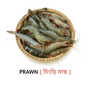 চিংড়ি মাছ