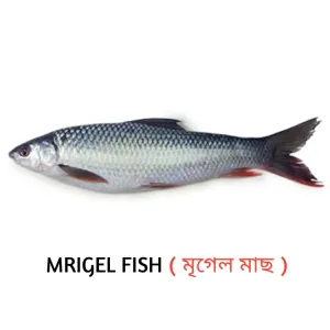 মৃগেল মাছ