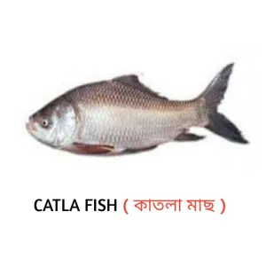 কাতলা মাছ