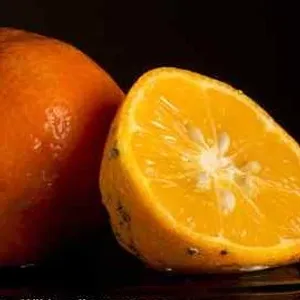 Citrus