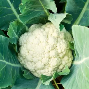 Cauliflower