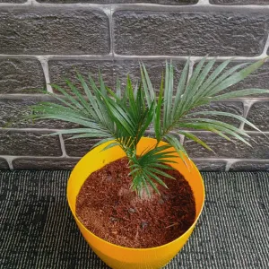 Green Areca Plam