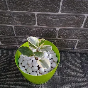 Pepeomia Plant