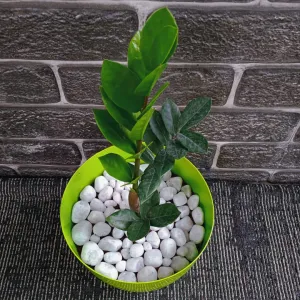 Zanzibar Gem Plant