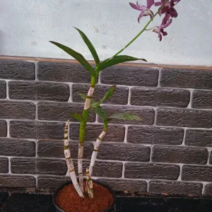 Cooktown Orchid plant