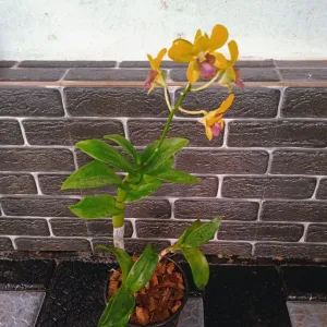 Dendrobium Plant