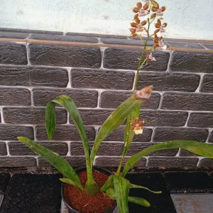 Onchidium Pubes Orchid plant