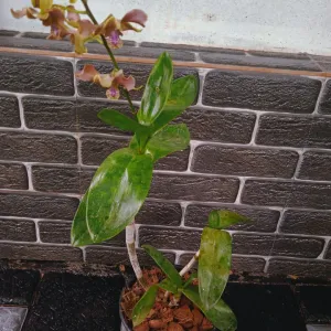 Dendrobium Disclour Plant