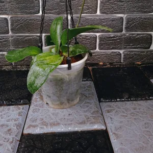 Red Moon Orchid Plant