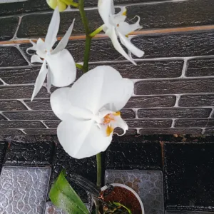 Moth Orchid Plant
