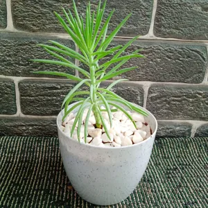 Senecio Barbertonicus Plant