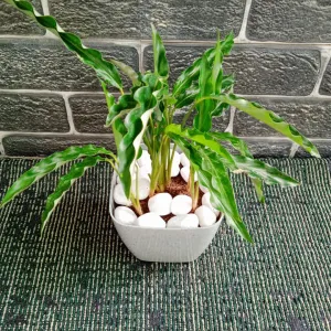 Alpinia Nutans Plant