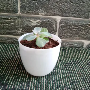 Ghost Plant