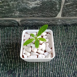 Adenium Obesum Plant