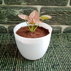Arrowhead Plant