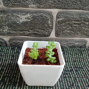 Burro's-tail Plant 