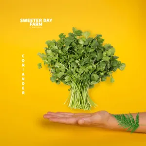 Coriander