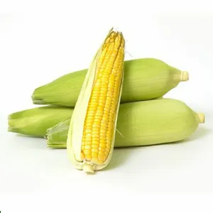Sweet Corn