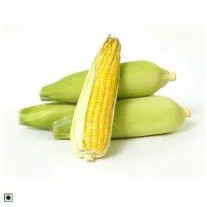 Sweet Corn / मका