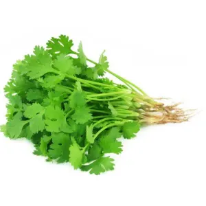 Coriander / कोथिंबीर