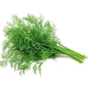 Dill Leaves / शेपू