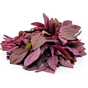 Amaranthus Red