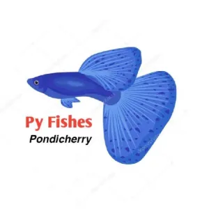 Py Fishes 