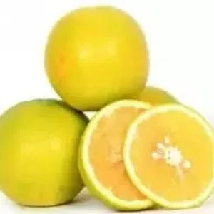 Musammi( मुसम्मी)