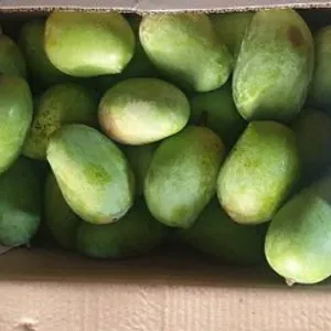 MANGO BOX ( 5KG ) 