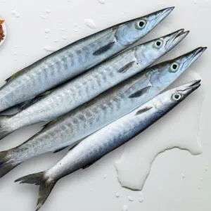 Baracuda /seelav Medium