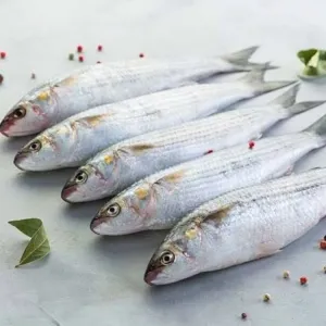 Grey Mullet /Thirutha