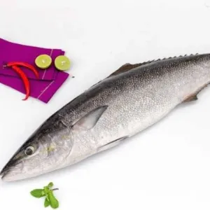 Marine Milk Fish Meat /kadal Poomeen Meat