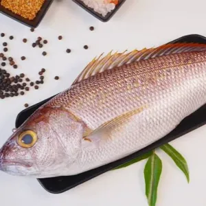 White Snapper /vilameen 