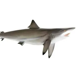 Shark Big /srave