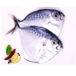 Moon Fish /Paa Mulan