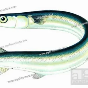 Gaar Fish /Kolan 