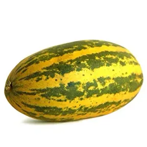 Yellow Cucumber - सांबर काकडी