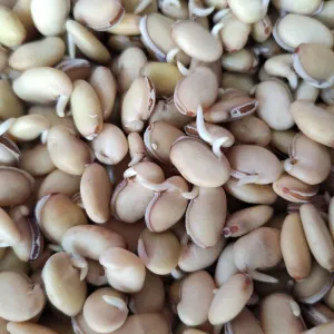 Lima beans (Sprouted) पावटा