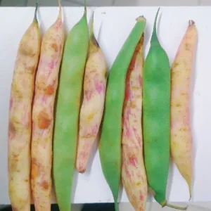 White rajma beans - सफेद राजमा 