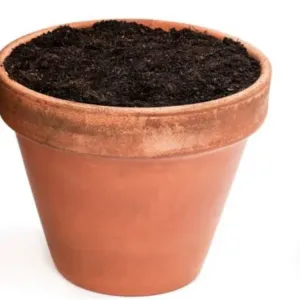 Big soil flower top 