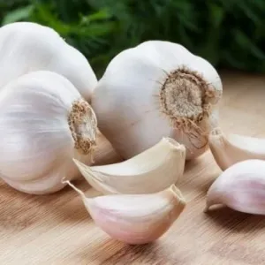 Garlic