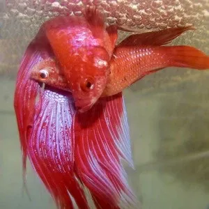 Betta breeding pair