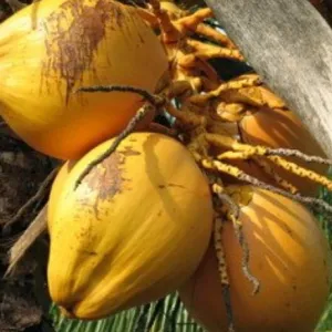 King coconut