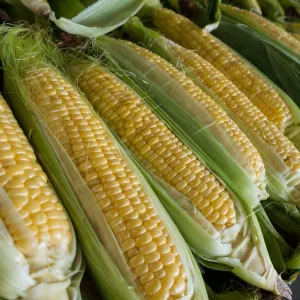 Sweet corn [FF]