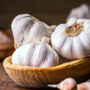 Garlic
