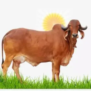 Milk
