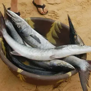Seafood 