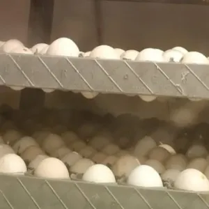 Country Naati Eggs