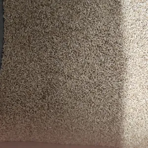 Wheat 1 kg
